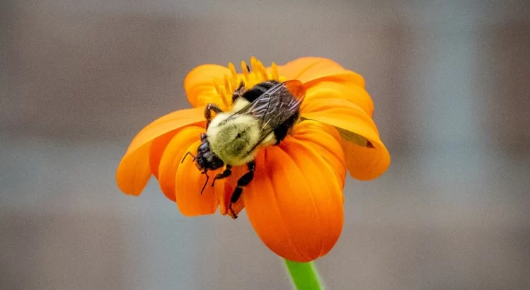 datos-abejas